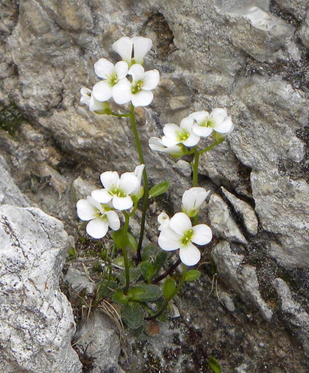 Arabis bellidifolia (Brassicaceae)